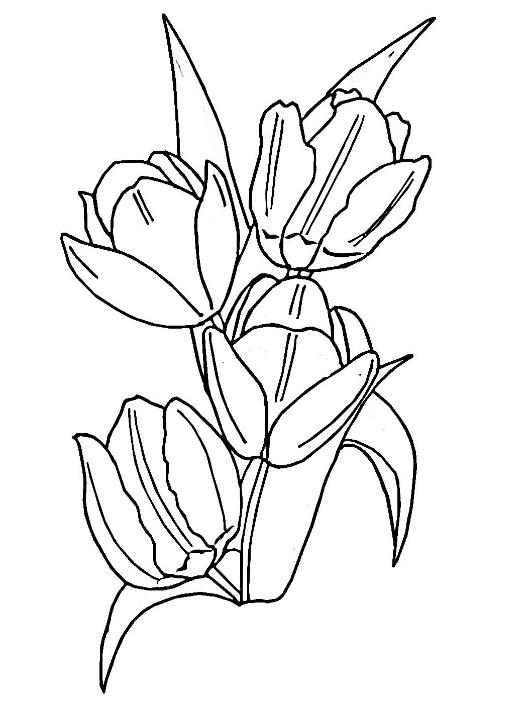 Disegno da colorare: Tulipano (Natura) #161636 - Pagine da Colorare Stampabili Gratuite