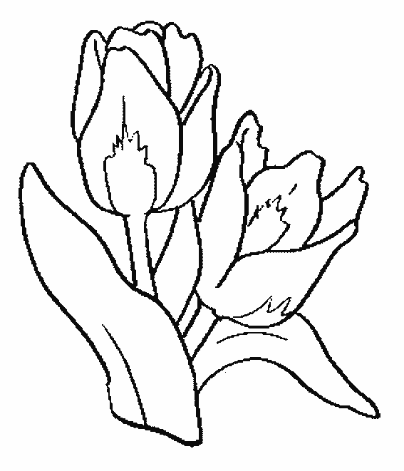 Disegno da colorare: Tulipano (Natura) #161648 - Pagine da Colorare Stampabili Gratuite