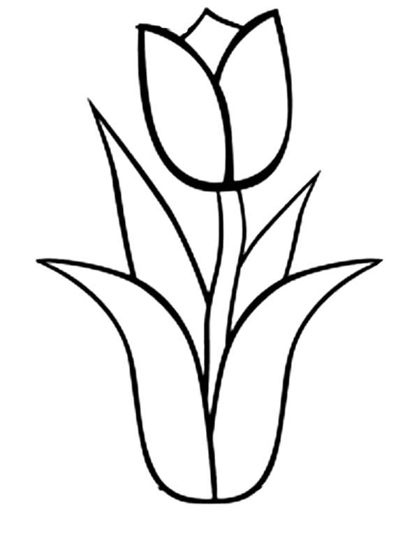 Disegno da colorare: Tulipano (Natura) #161652 - Pagine da Colorare Stampabili Gratuite
