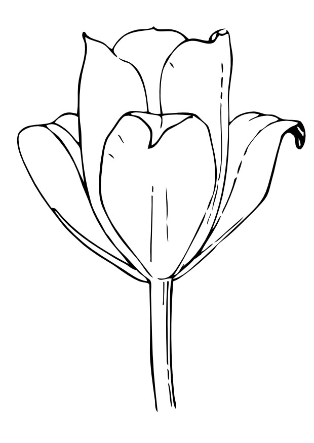 Disegno da colorare: Tulipano (Natura) #161657 - Pagine da Colorare Stampabili Gratuite