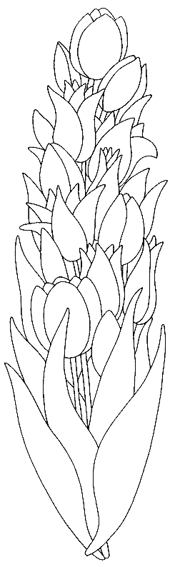 Disegno da colorare: Tulipano (Natura) #161675 - Pagine da Colorare Stampabili Gratuite