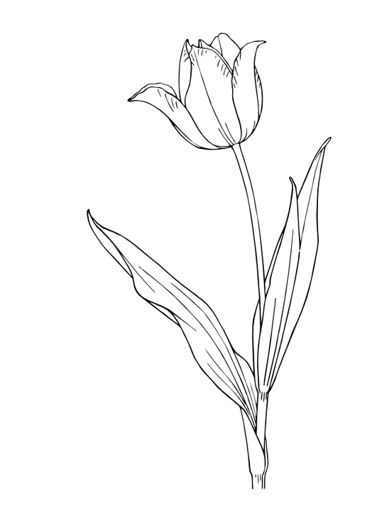 Disegno da colorare: Tulipano (Natura) #161678 - Pagine da Colorare Stampabili Gratuite