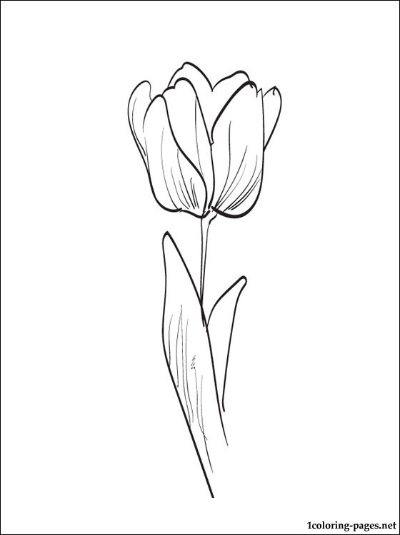 Disegno da colorare: Tulipano (Natura) #161688 - Pagine da Colorare Stampabili Gratuite