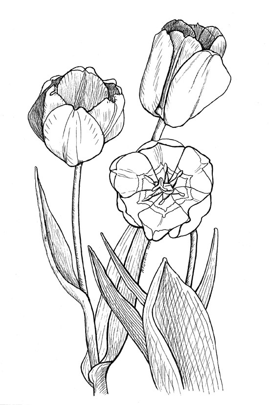Disegno da colorare: Tulipano (Natura) #161692 - Pagine da Colorare Stampabili Gratuite