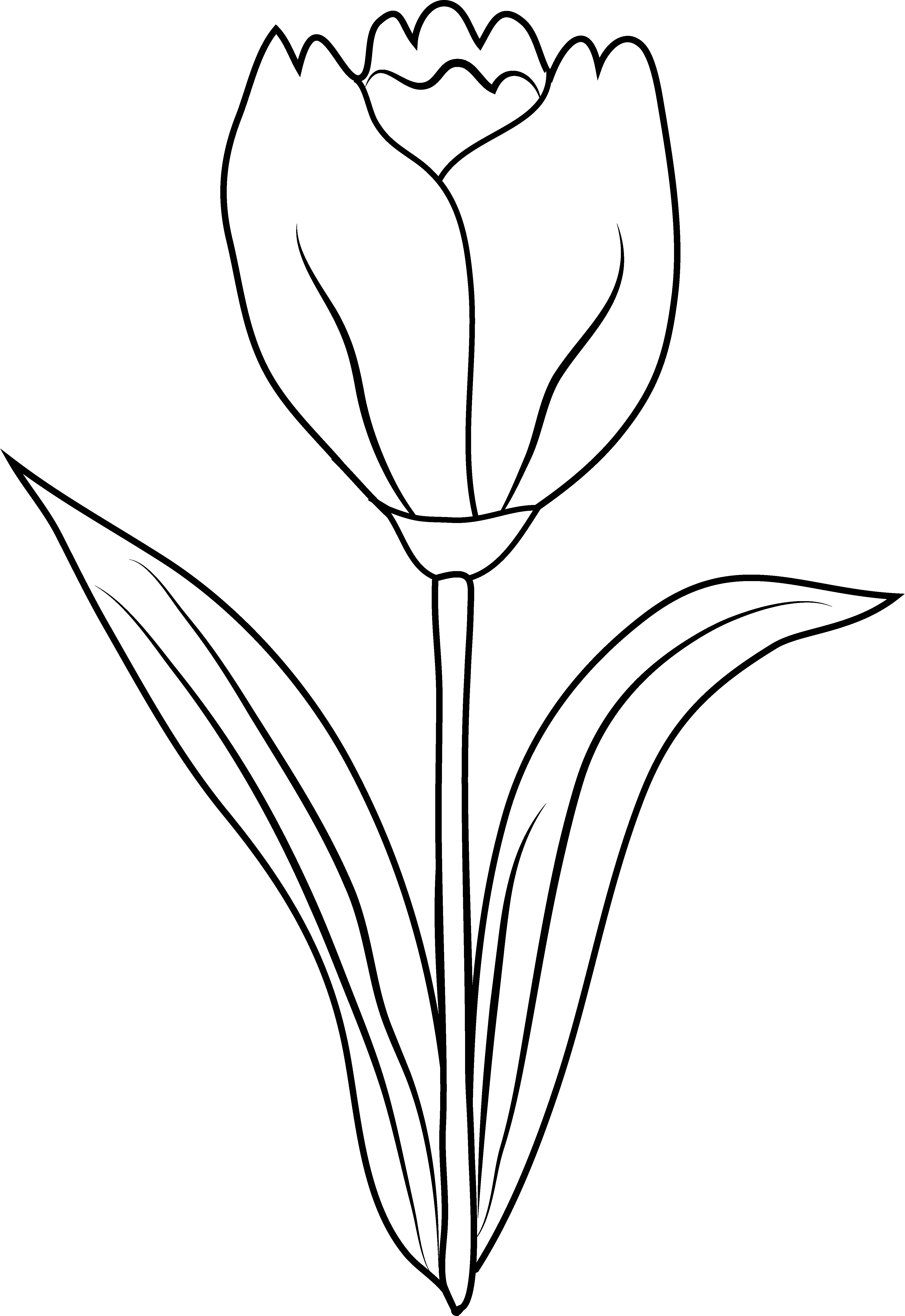 Disegno da colorare: Tulipano (Natura) #161706 - Pagine da Colorare Stampabili Gratuite