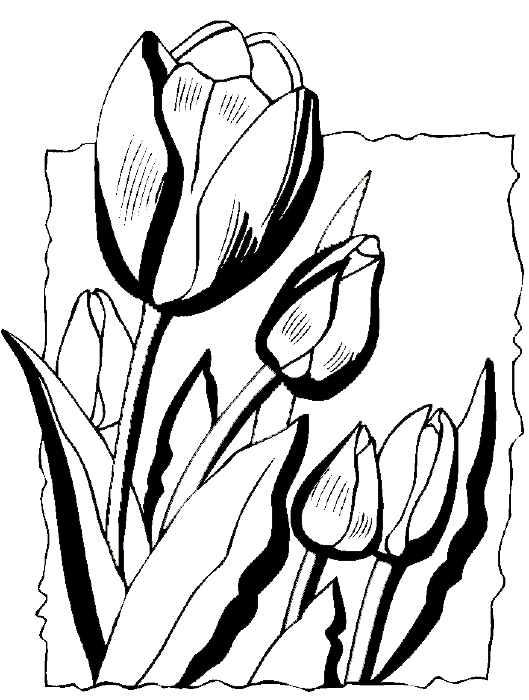 Disegno da colorare: Tulipano (Natura) #161730 - Pagine da Colorare Stampabili Gratuite