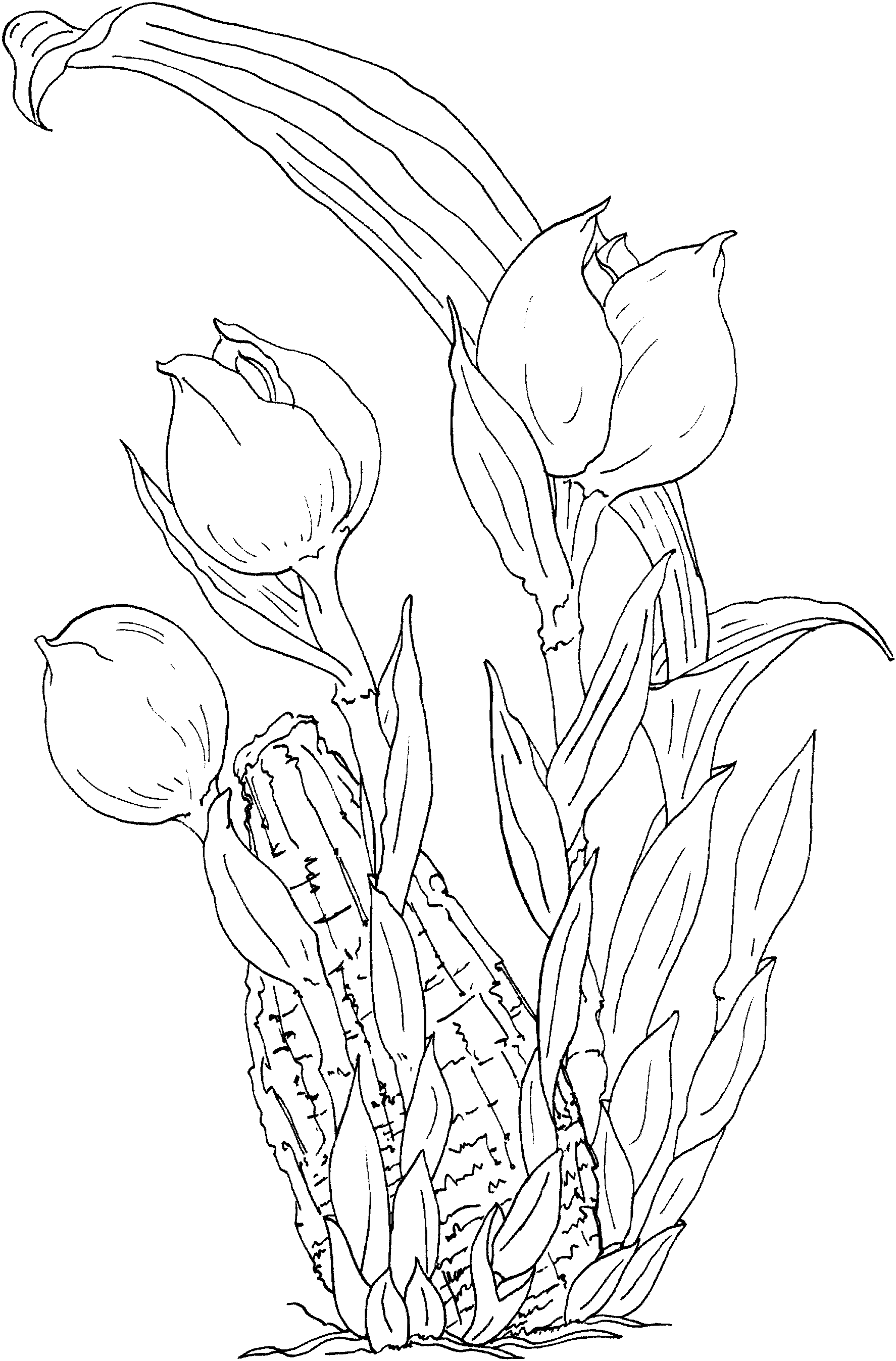 Disegno da colorare: Tulipano (Natura) #161737 - Pagine da Colorare Stampabili Gratuite