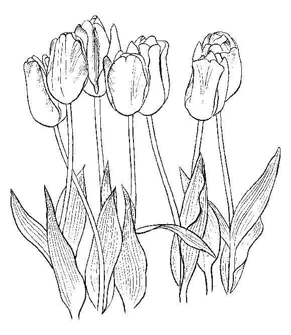 Disegno da colorare: Tulipano (Natura) #161776 - Pagine da Colorare Stampabili Gratuite