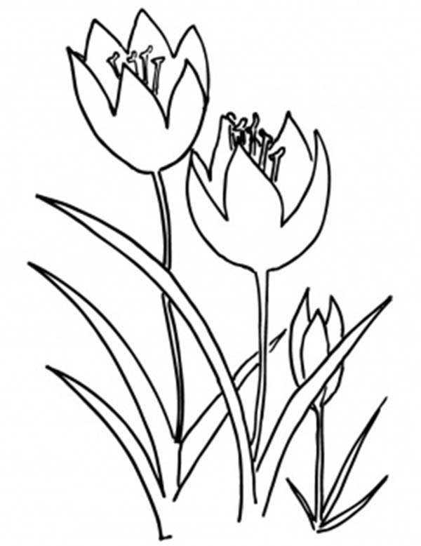 Disegno da colorare: Tulipano (Natura) #161785 - Pagine da Colorare Stampabili Gratuite