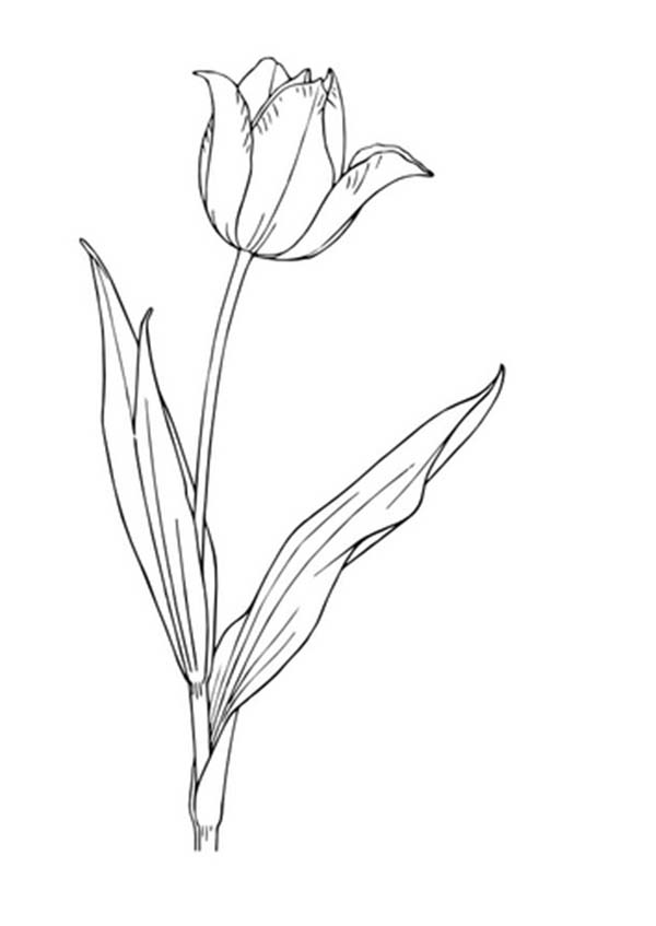 Disegno da colorare: Tulipano (Natura) #161787 - Pagine da Colorare Stampabili Gratuite