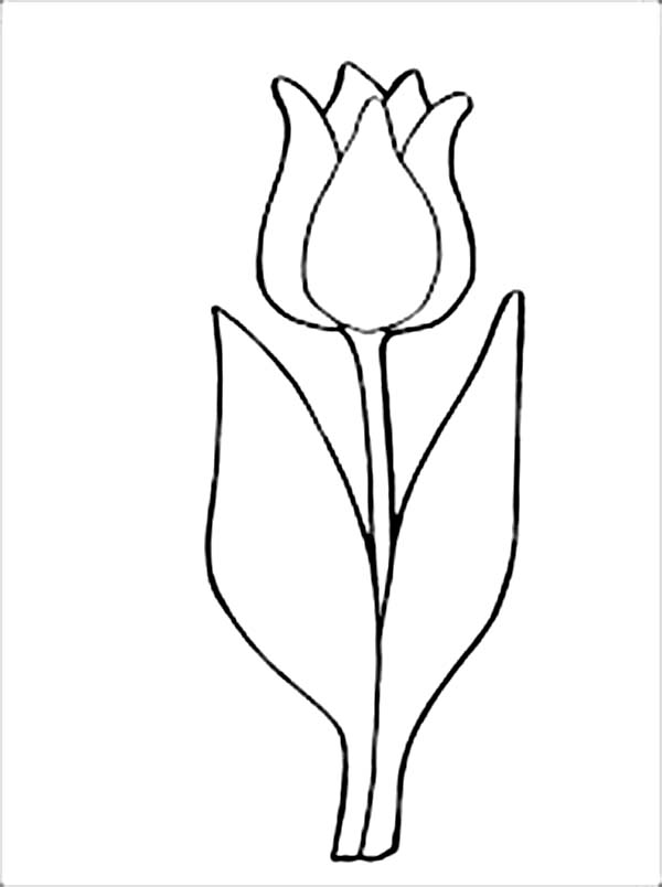 Disegno da colorare: Tulipano (Natura) #161791 - Pagine da Colorare Stampabili Gratuite