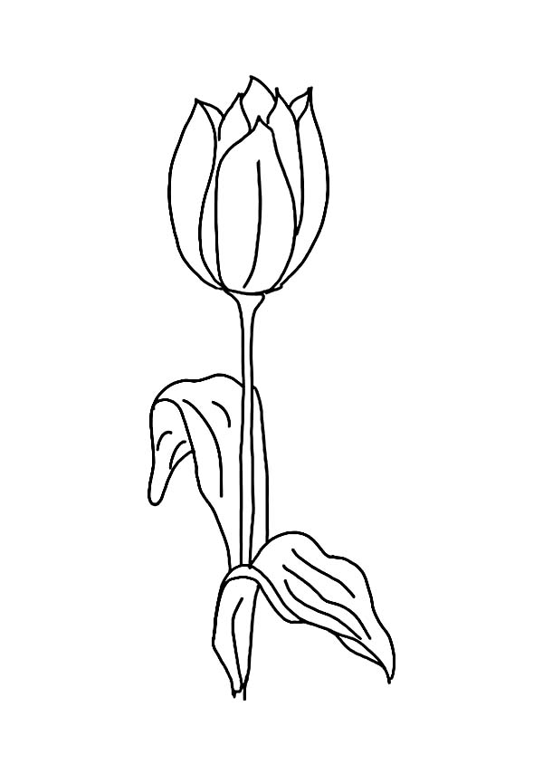 Disegno da colorare: Tulipano (Natura) #161801 - Pagine da Colorare Stampabili Gratuite