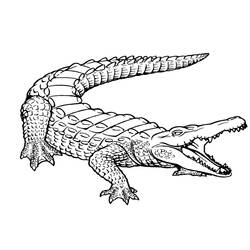 Disegno da colorare: Alligatore (Animali) #375 - Pagine da Colorare Stampabili Gratuite