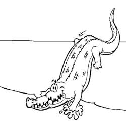 Disegno da colorare: Alligatore (Animali) #387 - Pagine da Colorare Stampabili Gratuite