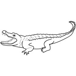 Disegne da colorare: Alligatore - Pagine da Colorare Stampabili Gratuite