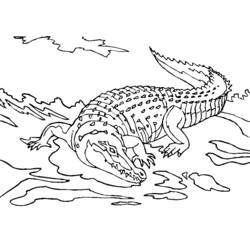 Disegno da colorare: Alligatore (Animali) #411 - Pagine da Colorare Stampabili Gratuite
