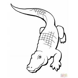 Disegno da colorare: Alligatore (Animali) #414 - Pagine da Colorare Stampabili Gratuite