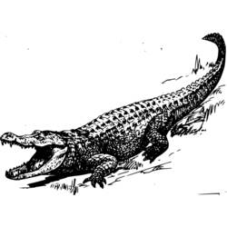 Disegno da colorare: Alligatore (Animali) #456 - Pagine da Colorare Stampabili Gratuite