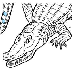 Disegno da colorare: Alligatore (Animali) #474 - Pagine da Colorare Stampabili Gratuite