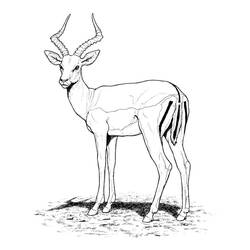Disegno da colorare: Antilope (Animali) #22580 - Pagine da Colorare Stampabili Gratuite