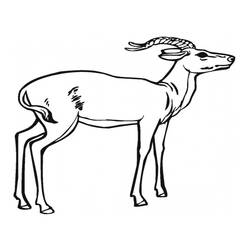 Disegno da colorare: Antilope (Animali) #22582 - Pagine da Colorare Stampabili Gratuite