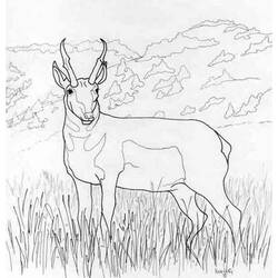 Disegno da colorare: Antilope (Animali) #22586 - Pagine da Colorare Stampabili Gratuite
