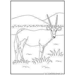 Disegno da colorare: Antilope (Animali) #22587 - Pagine da Colorare Stampabili Gratuite