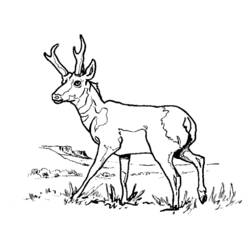 Disegno da colorare: Antilope (Animali) #22588 - Pagine da Colorare Stampabili Gratuite