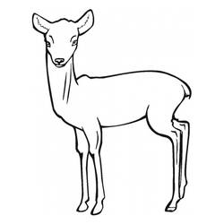 Disegno da colorare: Antilope (Animali) #22595 - Pagine da Colorare Stampabili Gratuite