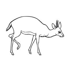 Disegno da colorare: Antilope (Animali) #22600 - Pagine da Colorare Stampabili Gratuite