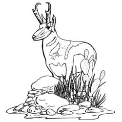 Disegno da colorare: Antilope (Animali) #22606 - Pagine da Colorare Stampabili Gratuite