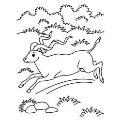 Disegno da colorare: Antilope (Animali) #22607 - Pagine da Colorare Stampabili Gratuite