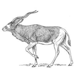 Disegno da colorare: Antilope (Animali) #22609 - Pagine da Colorare Stampabili Gratuite