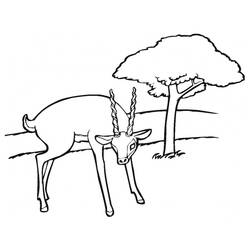 Disegno da colorare: Antilope (Animali) #22611 - Pagine da Colorare Stampabili Gratuite