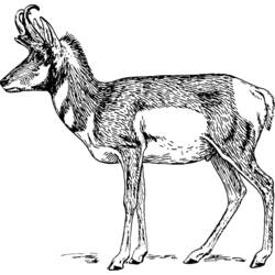 Disegno da colorare: Antilope (Animali) #22618 - Pagine da Colorare Stampabili Gratuite