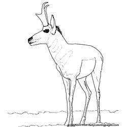 Disegno da colorare: Antilope (Animali) #22621 - Pagine da Colorare Stampabili Gratuite