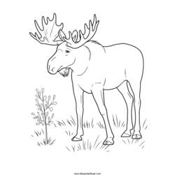 Disegno da colorare: Antilope (Animali) #22644 - Pagine da Colorare Stampabili Gratuite
