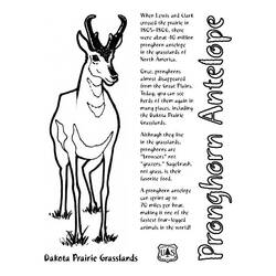 Disegno da colorare: Antilope (Animali) #22669 - Pagine da Colorare Stampabili Gratuite