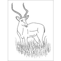 Disegne da colorare: Antilope - Pagine da Colorare Stampabili Gratuite