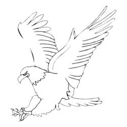 Disegno da colorare: Aquila (Animali) #276 - Pagine da Colorare Stampabili Gratuite