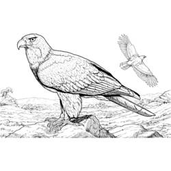 Disegno da colorare: Aquila (Animali) #283 - Pagine da Colorare Stampabili Gratuite