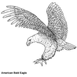 Disegno da colorare: Aquila (Animali) #285 - Pagine da Colorare Stampabili Gratuite