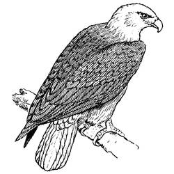 Disegno da colorare: Aquila (Animali) #298 - Pagine da Colorare Stampabili Gratuite