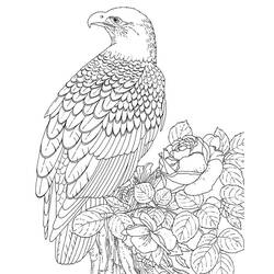 Disegno da colorare: Aquila (Animali) #304 - Pagine da Colorare Stampabili Gratuite