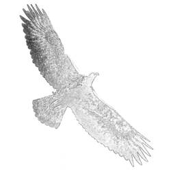 Disegno da colorare: Aquila (Animali) #321 - Pagine da Colorare Stampabili Gratuite