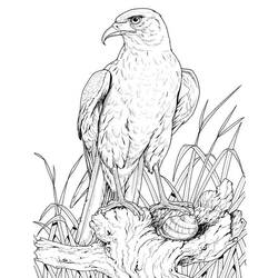 Disegno da colorare: Aquila (Animali) #328 - Pagine da Colorare Stampabili Gratuite