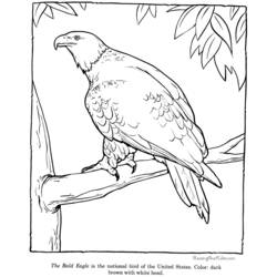 Disegno da colorare: Aquila (Animali) #362 - Pagine da Colorare Stampabili Gratuite