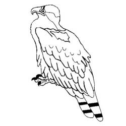 Disegno da colorare: Aquila (Animali) #373 - Pagine da Colorare Stampabili Gratuite