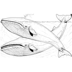 Disegno da colorare: Balena (Animali) #872 - Pagine da Colorare Stampabili Gratuite