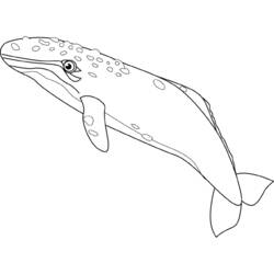 Disegno da colorare: Balena (Animali) #874 - Pagine da Colorare Stampabili Gratuite